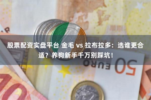 股票配资实盘平台 金毛 vs 拉布拉多：选谁更合适？养狗新手千万别踩坑！