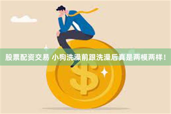 股票配资交易 小狗洗澡前跟洗澡后真是两模两样！